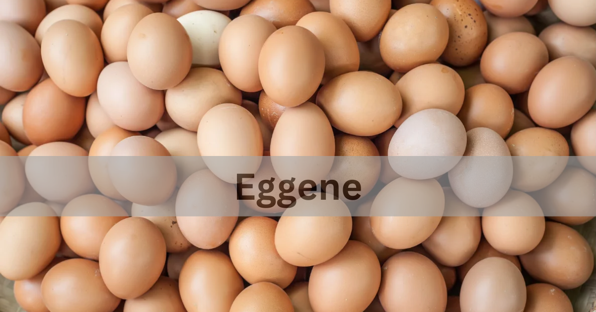 Eggene